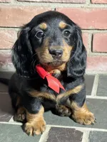 Maple, a female Miniature Dachshund for sale in Schoharie, NY – Photo 7 of 8