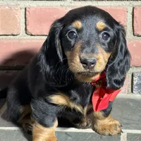 Maple, a female Miniature Dachshund for sale in Schoharie, NY – Photo 6 of 8