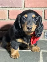 Maple, a female Miniature Dachshund for sale in Schoharie, NY – Photo 6 of 8