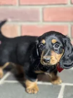 Maple, a female Miniature Dachshund for sale in Schoharie, NY – Photo 8 of 8