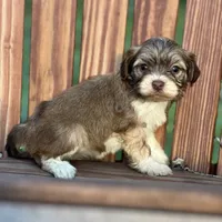 Diamond, a female Havanese for sale in Schoharie, NY – Photo 7 of 7