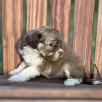 Diamond, a female Havanese for sale in Schoharie, NY – Photo 5 of 7