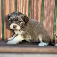 Diamond, a female Havanese for sale in Schoharie, NY – Photo 4 of 7