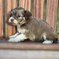 Diamond, a female Havanese for sale in Schoharie, NY – Photo 2 of 7