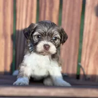 Diamond, a female Havanese for sale in Schoharie, NY – Photo 1 of 7
