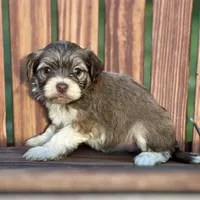 Diamond, a female Havanese for sale in Schoharie, NY – Photo 3 of 7