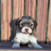 Diamond, a female Havanese for sale in Schoharie, NY – Photo 6 of 7