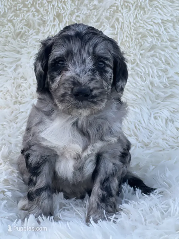Margot – Miniature Goldendoodle puppy for sale in Schoharie, NY