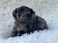Winston, a male Miniature Goldendoodle for sale in Schoharie, NY – 2 of 2