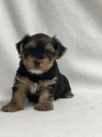 Mathew, a male Yorkshire Terrier for sale in Schoharie, NY – Photo 2 of 2