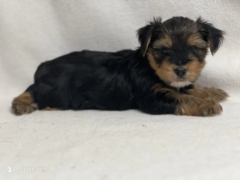 Mathew, a male Yorkshire Terrier for sale in Schoharie, NY – Photo 1 of 2