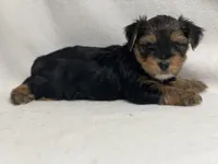 Mathew, a male Yorkshire Terrier for sale in Schoharie, NY – Photo 1 of 2