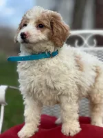 Merlin, a male Miniature Goldendoodle for sale in Schoharie, NY – Photo 3 of 4