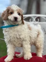 Merlin, a male Miniature Goldendoodle for sale in Schoharie, NY – Photo 2 of 4