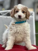 Merlin, a male Miniature Goldendoodle for sale in Schoharie, NY – Photo 1 of 4