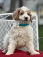 Merlin, a male Miniature Goldendoodle for sale in Schoharie, NY – Photo 4 of 4