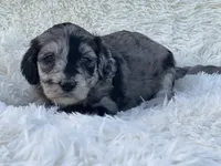Vivienne, a female Miniature Goldendoodle for sale in Schoharie, NY – 2 of 2
