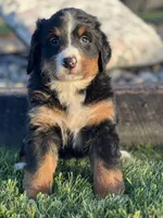 Tiffany, a female Bernese Mountain Dog for sale in Schoharie, NY – Photo 2 of 2