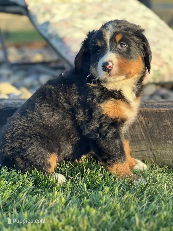Tiffany – Bernese Mountain Dog puppy for sale in Schoharie, NY