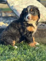 Tiffany, a female Bernese Mountain Dog for sale in Schoharie, NY – Photo 1 of 2