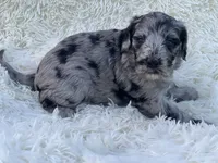 Margot, a female Miniature Goldendoodle for sale in Schoharie, NY – 2 of 2