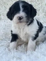 Eloise, a female Miniature Goldendoodle for sale in Schoharie, NY – 2 of 2