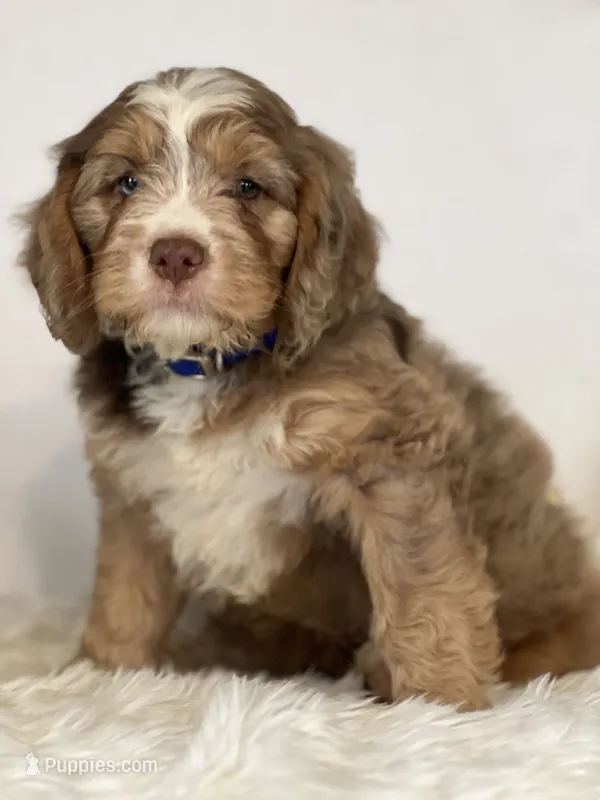Sterling — Bramble & Bern’s Sterling Legacy – Cavalier King Charles Spaniel, Miniature Bernedoodle puppy for sale in Schoharie, NY