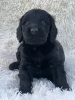 Pippa, a female Miniature Goldendoodle for sale in Schoharie, NY – 2 of 2