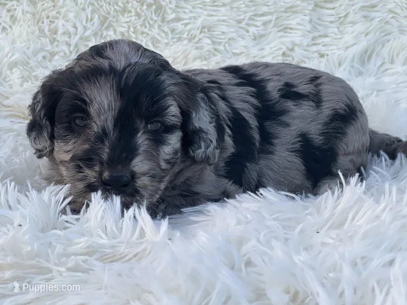 Stella – Miniature Goldendoodle puppy for sale in Schoharie, NY