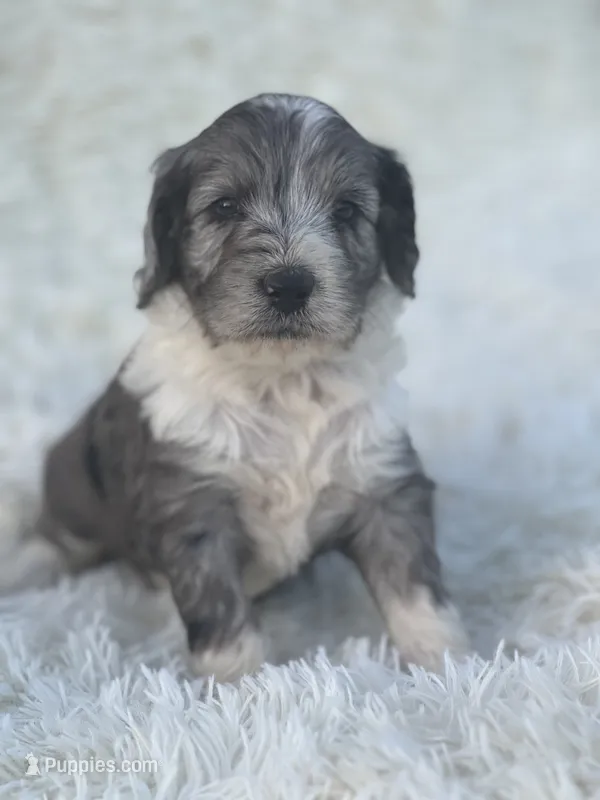Blair – Miniature Goldendoodle puppy for sale in Schoharie, NY