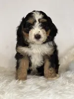 Astor — Bramble & Bern’s Astor at Midnight, a male Cavalier King Charles Spaniel and Miniature Bernedoodle for sale in Schoharie, NY – 2 of 2