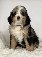 Vesper — Bramble & Bern’s Velvet Vesper, a female Cavalier King Charles Spaniel and Miniature Bernedoodle for sale in Schoharie, NY – 2 of 2