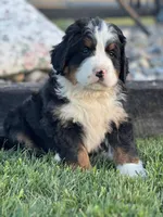 Romeo, a male Bernese Mountain Dog for sale in Schoharie, NY – Photo 2 of 2