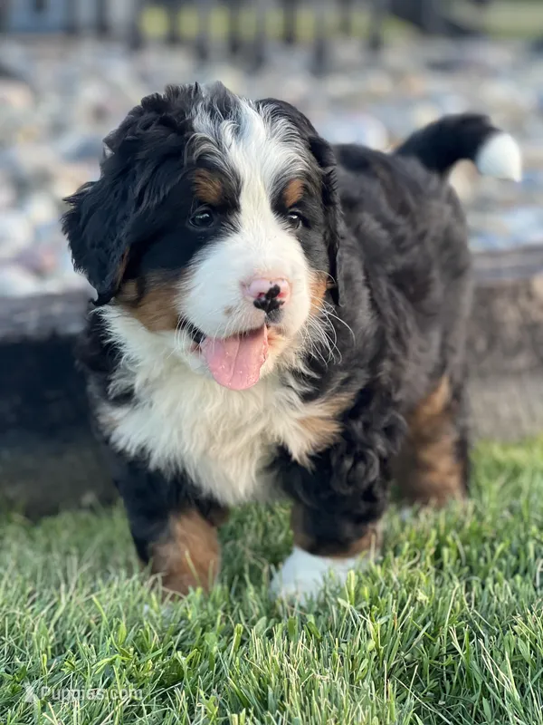 Romeo – Bernese Mountain Dog puppy for sale in Schoharie, NY