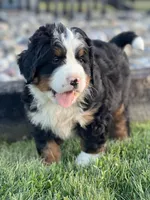 Romeo, a male Bernese Mountain Dog for sale in Schoharie, NY – Photo 1 of 2