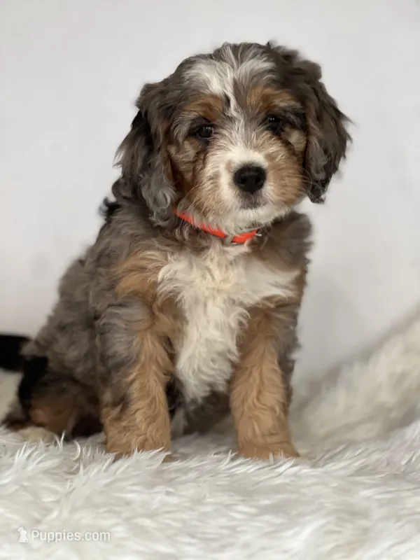 Colette — Bramble & Bern’s Colette in Cashmere – Cavalier King Charles Spaniel, Miniature Bernedoodle puppy for sale in Schoharie, NY