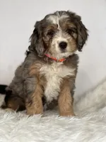 Colette — Bramble & Bern’s Colette in Cashmere, a female Cavalier King Charles Spaniel and Miniature Bernedoodle for sale in Schoharie, NY – 1 of 2