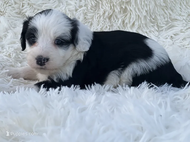 Charlotte – Miniature Goldendoodle puppy for sale in Schoharie, NY