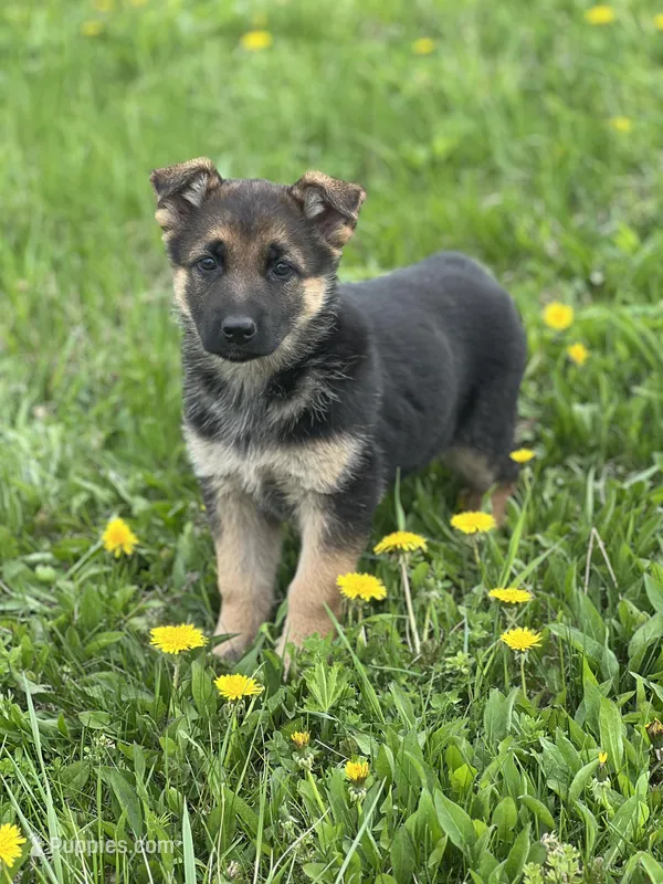 Lemon – German Shepherd Dog puppy for sale in Schoharie, NY