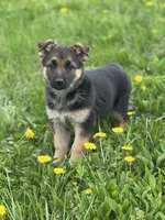 Lemon, a female German Shepherd Dog for sale in Schoharie, NY – Photo 1 of 3
