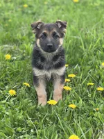 Lemon, a female German Shepherd Dog for sale in Schoharie, NY – Photo 3 of 3