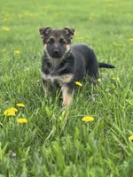 Lemon, a female German Shepherd Dog for sale in Schoharie, NY – Photo 2 of 3