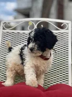 Millie, a female Miniature Goldendoodle for sale in Schoharie, NY – Photo 2 of 4