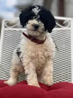 Millie, a female Miniature Goldendoodle for sale in Schoharie, NY – Photo 3 of 4
