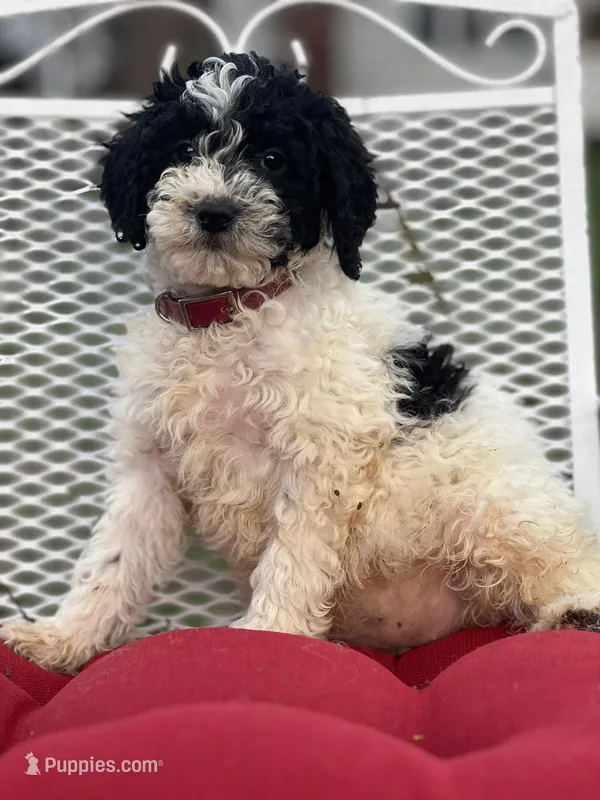 Millie, a female Miniature Goldendoodle for sale in Schoharie, NY – Photo 1 of 4