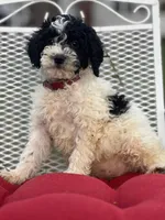Millie, a female Miniature Goldendoodle for sale in Schoharie, NY – Photo 1 of 4