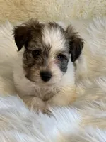 Shad, a male Havanese for sale in Schoharie, NY – Photo 2 of 2