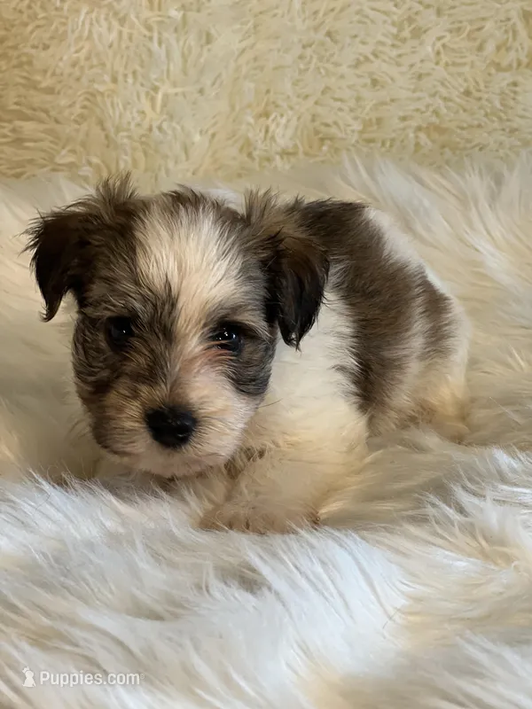 Shad – Havanese puppy for sale in Schoharie, NY