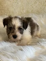 Shad, a male Havanese for sale in Schoharie, NY – Photo 1 of 2
