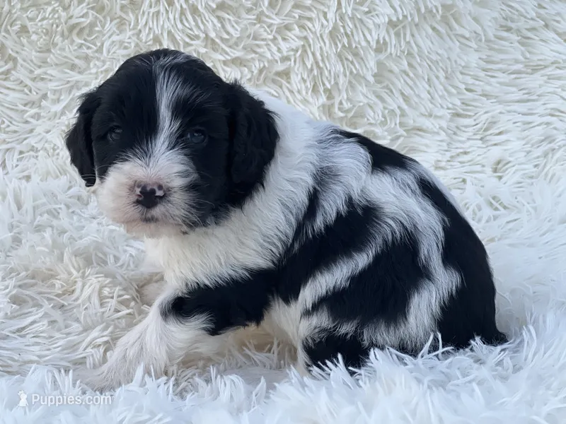 Eloise – Miniature Goldendoodle puppy for sale in Schoharie, NY